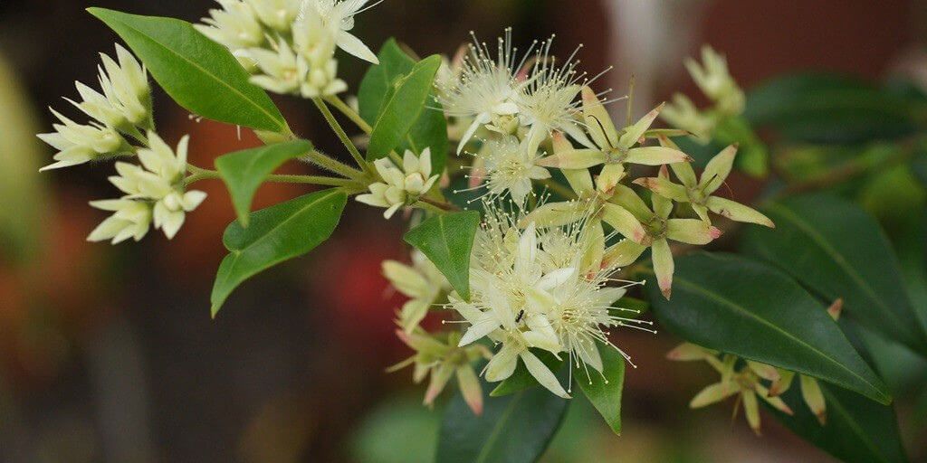 Lemon Myrtle