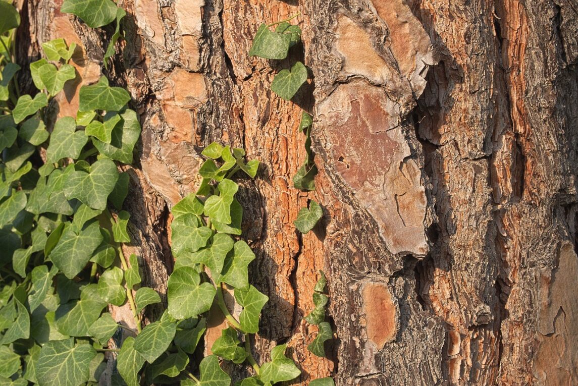 Maritime Pine Tree Bark