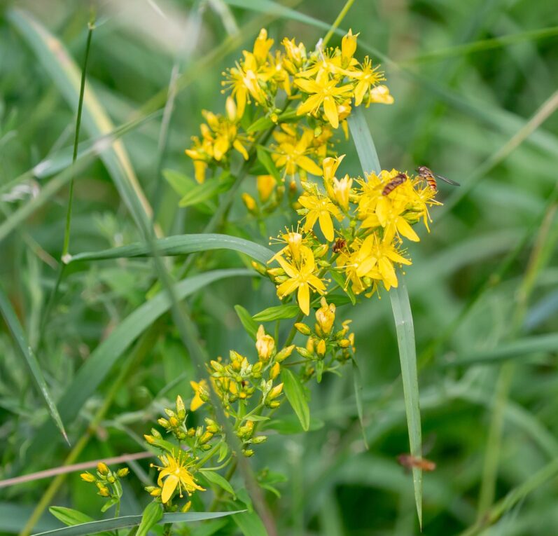 Agrimony