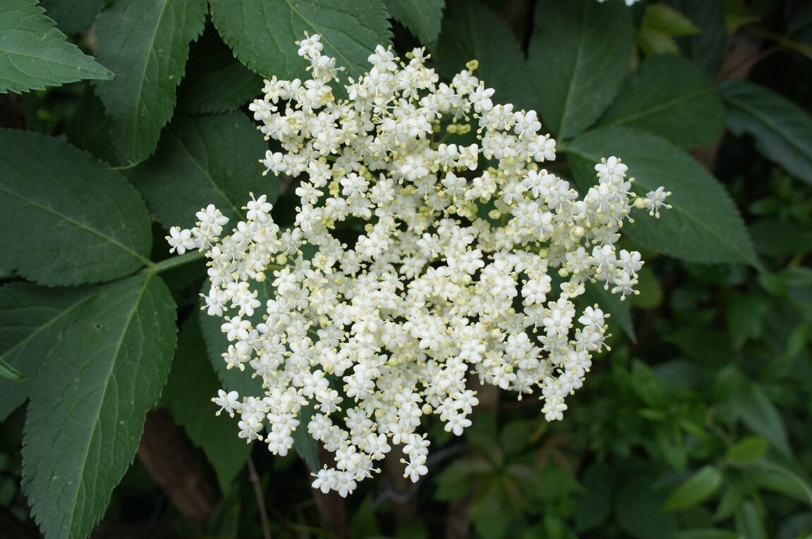 Elderflowers