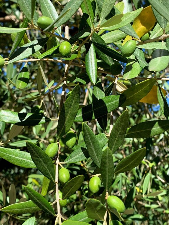 Olive Leaf