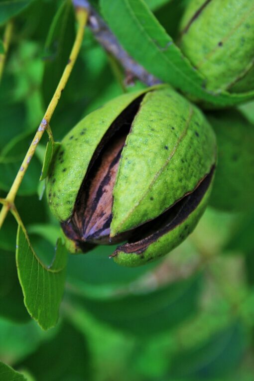 Pecan